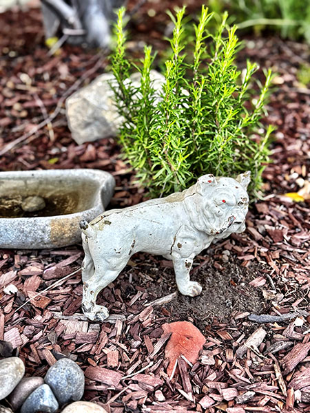 Antique  Bulldog Cast Iron 3