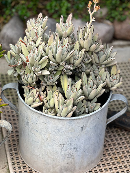 Antique Wash Bucket #grey 17 1